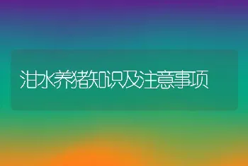 泔水养猪知识及注意事项