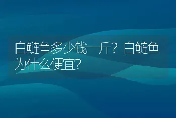 白鲢鱼多少钱一斤？白鲢鱼为什么便宜？