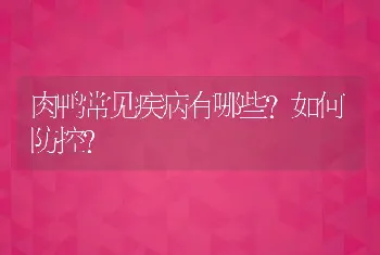 肉鸭常见疾病有哪些？如何防控？