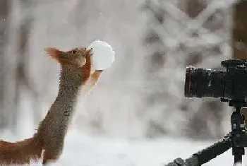 雪地松鼠饲养_雪地松鼠多少钱_雪地松鼠介绍