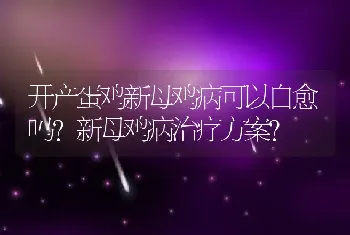 开产蛋鸡新母鸡病可以自愈吗？新母鸡病治疗方案？