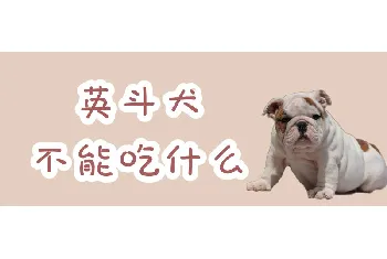 英斗犬不能吃什么