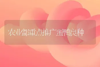 农业部重点推广蛋鸭良种