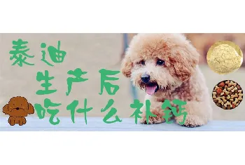 泰迪生产后吃什么补钙