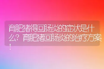 育肥猪得回肠炎的症状是什么?育肥猪回肠炎的治疗方案!