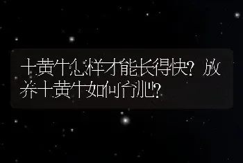 土黄牛怎样才能长得快?放养土黄牛如何育肥?