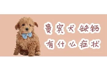 贵宾犬缺钙有什么症状