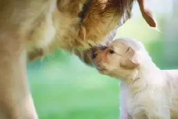 生产后母狗和仔犬的护理法