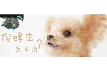 狗蜱虫怎么治