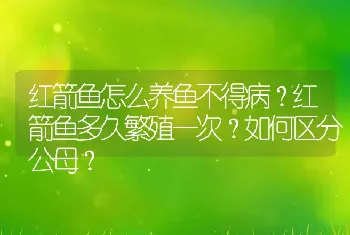 红箭鱼怎么养鱼不得病？红箭鱼多久繁殖一次？如何区分公母？