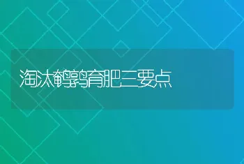 淘汰鹌鹑育肥三要点