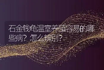 石金钱龟温室养殖容易的哪些病？怎么辨别？