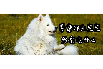 萨摩耶生宝宝给它吃什么