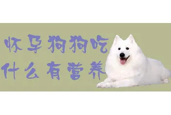 怀孕狗狗吃什么有营养