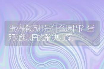 蛋鸡脂肪肝是什么原因？蛋鸡脂肪肝的解决方案