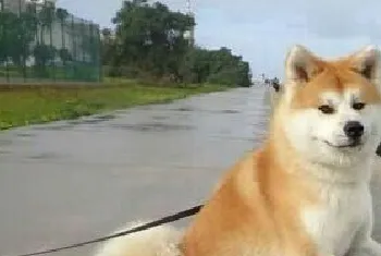 秋田犬的训练 首先要得到秋田犬的信任和尊重