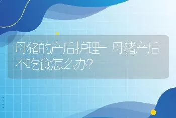 母猪的产后护理-母猪产后不吃食怎么办？