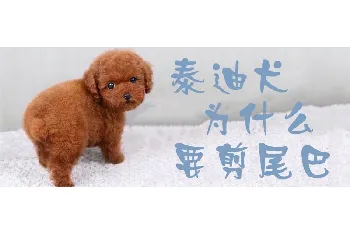 泰迪犬为什么要剪尾巴