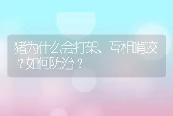 猪为什么会打架、互相啃咬？如何防治？