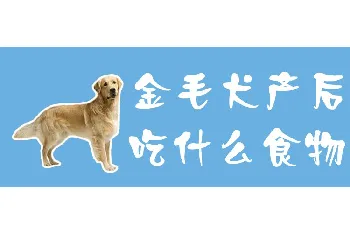 金毛犬产后吃什么食物