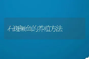 石斑鳜鱼的养殖方法