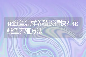 花鲢鱼怎样养殖长得快？花鲢鱼养殖方法