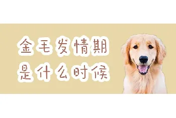 金毛发情期是什么时候