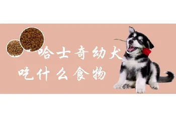 哈士奇幼犬吃什么食物