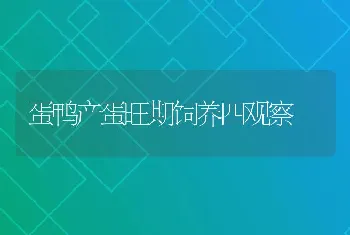 蛋鸭产蛋旺期饲养四观察