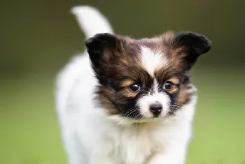 犬食物合理营养配比