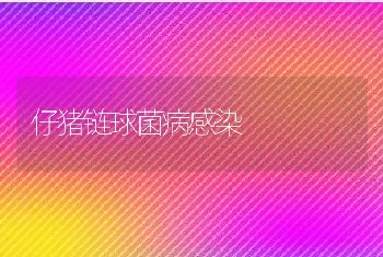 仔猪链球菌病感染