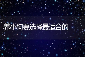 养小狗要选择最适合的