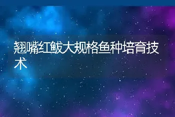 翘嘴红鲅大规格鱼种培育技术