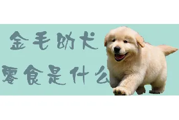 金毛幼犬零食是什么