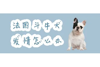 法国斗牛犬发情怎么办