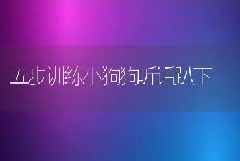 五步训练小狗狗听话趴下