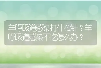 羊呼吸道感染打什么针？羊呼吸道感染不吃怎么办？