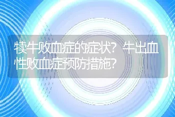 犊牛败血症的症状？牛出血性败血症预防措施？