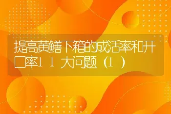 提高黄鳝下箱的成活率和开口率11大问题（1）