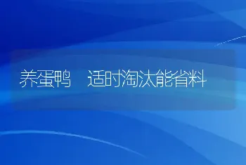 养蛋鸭　适时淘汰能省料