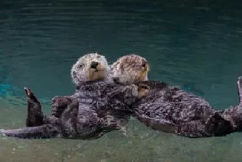 水濑的交配繁殖及经济价值|种群现状