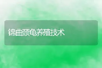 锦曲颈龟养殖技术