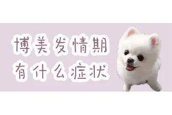 博美发情期有什么症状