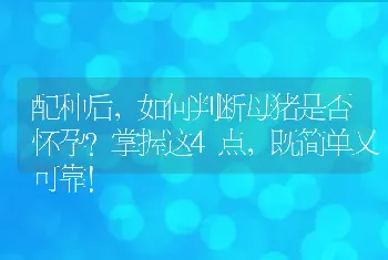 配种后，如何判断母猪是否怀孕？掌握这4点，既简单又可靠！