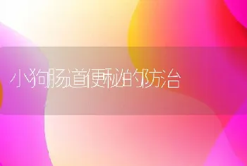 小狗肠道便秘的防治