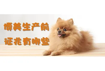 博美生产前征兆有哪些