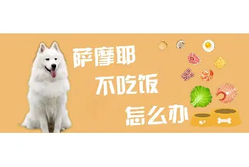 萨摩耶不吃饭怎么办