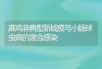 麻鸡非典型新城疫与小肠球虫病的混合感染