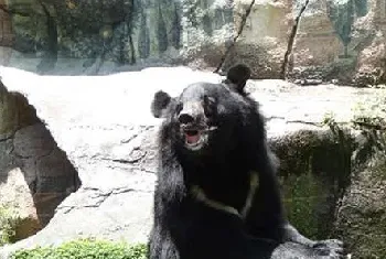 黑熊熊住了三十年的家要换了