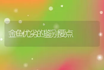 金鱼优劣的鉴别要点